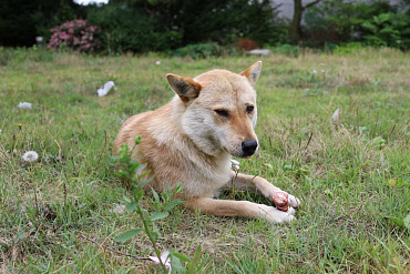 Корейский чиндо (джиндо)