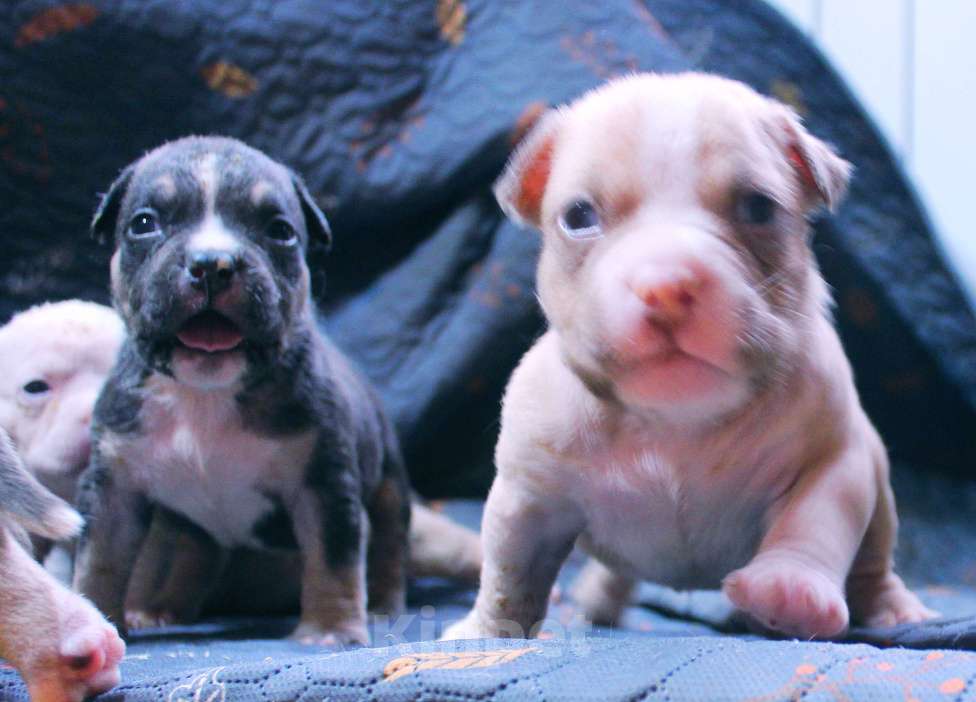 Собаки в Москве: Мальчики и девочки американский булли Разнополые, 70 000 руб. - фото 8