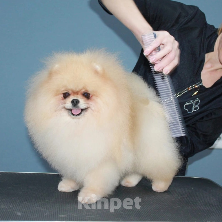 Собаки в Перми: Мишки плюшки Мальчик, 25 руб. - фото 2