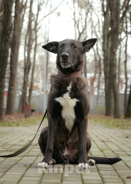 Собаки в Москве: Очаровательный Бобби в добрые руки  Мальчик, Бесплатно - фото 1