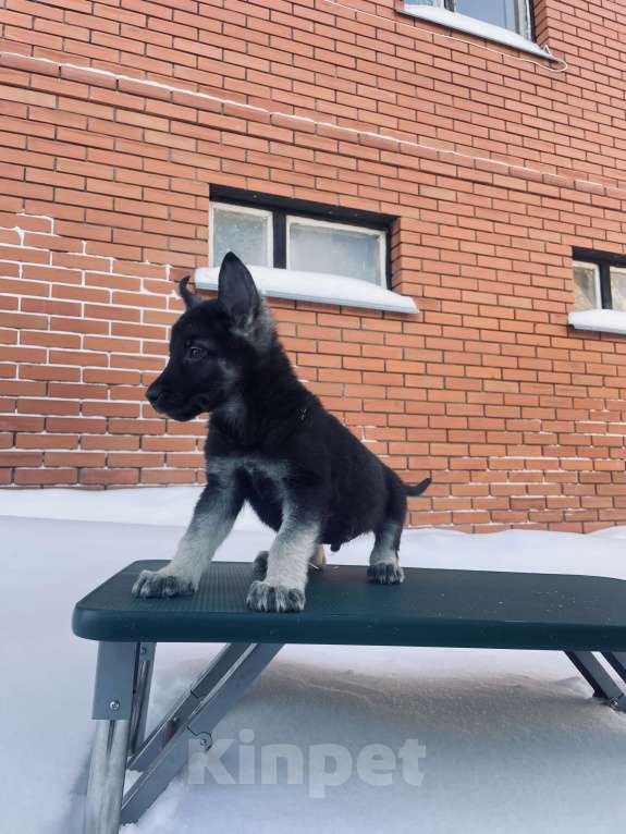 Собаки в Туле: Кобель ВЕО Мальчик, 60 000 руб. - фото 3