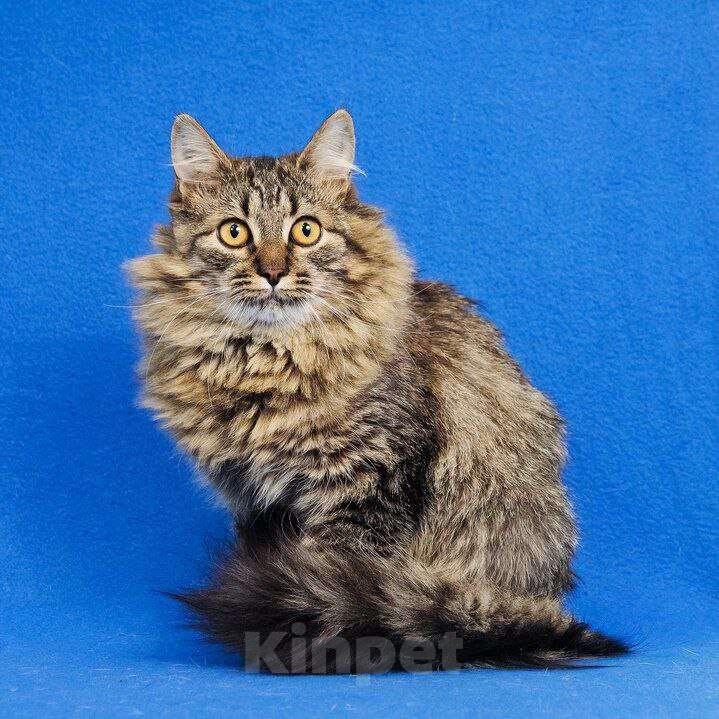 Кошки в Москве: Пушистый котик Орешек ищет семью Мальчик, Бесплатно - фото 8