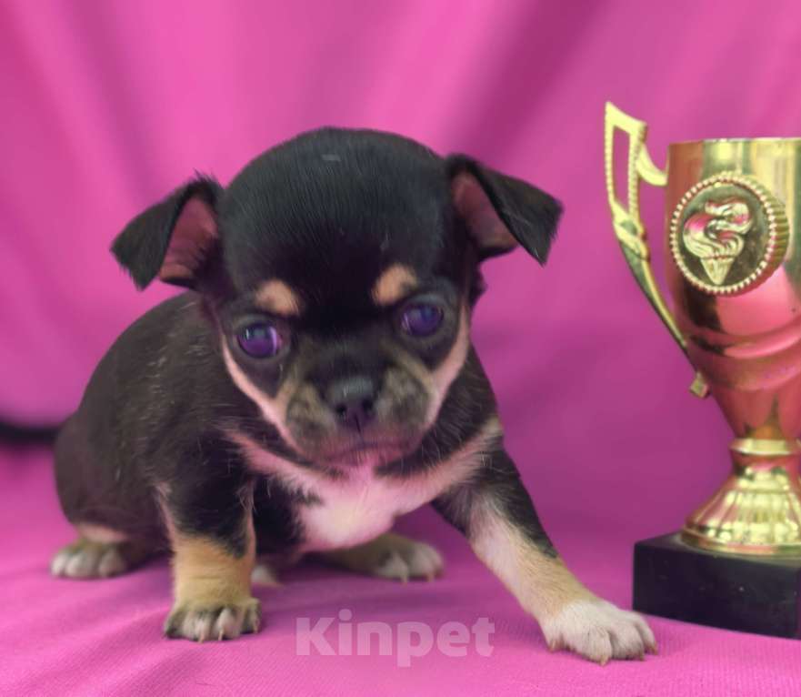 Собаки в Москве: Мальчик чихуахуа Мальчик, 35 000 руб. - фото 9