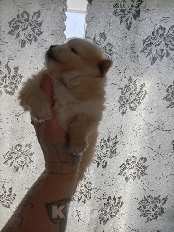 Собаки в других городах Свердловской области: Продажа щенков Мальчик, 15 000 руб. - фото 5