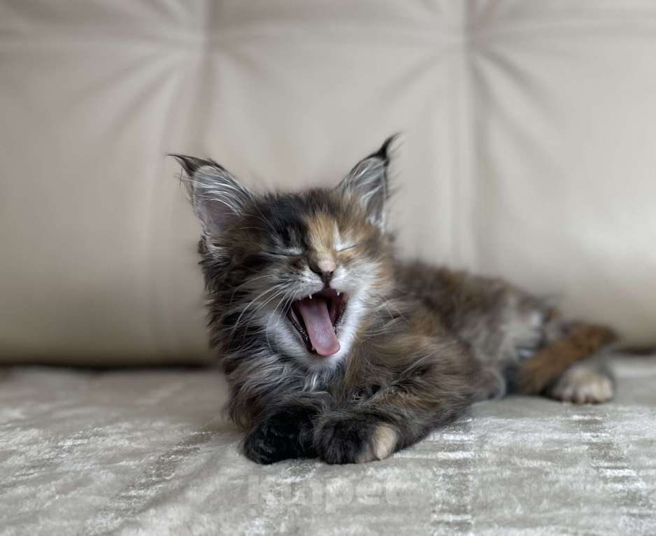 Кошки в Москве: Котята мейн-кун / 2 меяца Девочка, 79 990 руб. - фото 7