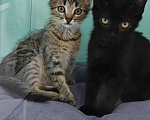 Кошки в Лобне: Котята ищут дом Мальчик, Бесплатно - фото 2