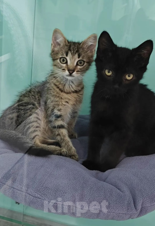 Кошки в Лобне: Котята ищут дом Мальчик, Бесплатно - фото 2