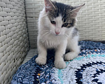 Кошки в Москве: Котята ищут дом Мальчик, Бесплатно - фото 8