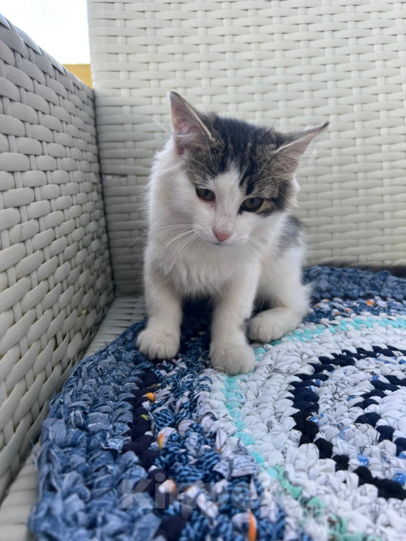 Кошки в Москве: Котята ищут дом Мальчик, Бесплатно - фото 8