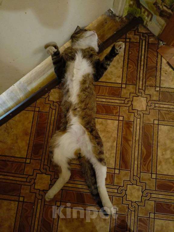 Кошки в Набережных Челнах: Пропал Кот Мальчик, 20 000 руб. - фото 10