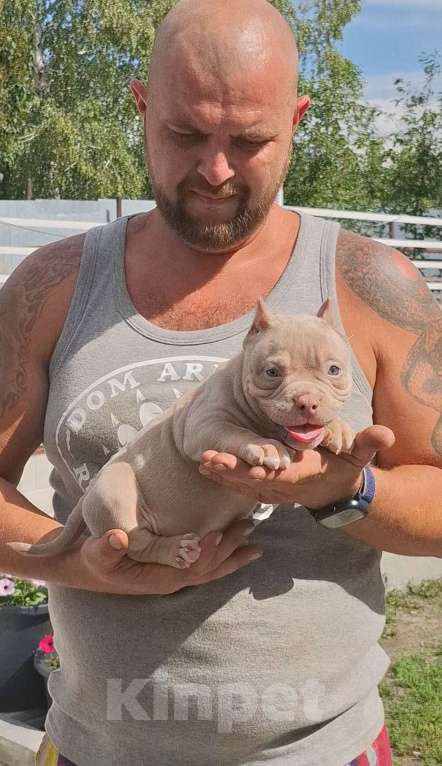 Собаки в Новороссийске: Шикарная малышка Девочка, 100 000 руб. - фото 3