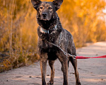 Собаки в Москве: Спокойный утончённый Джай из приюта в добрые руки  Мальчик, Бесплатно - фото 5