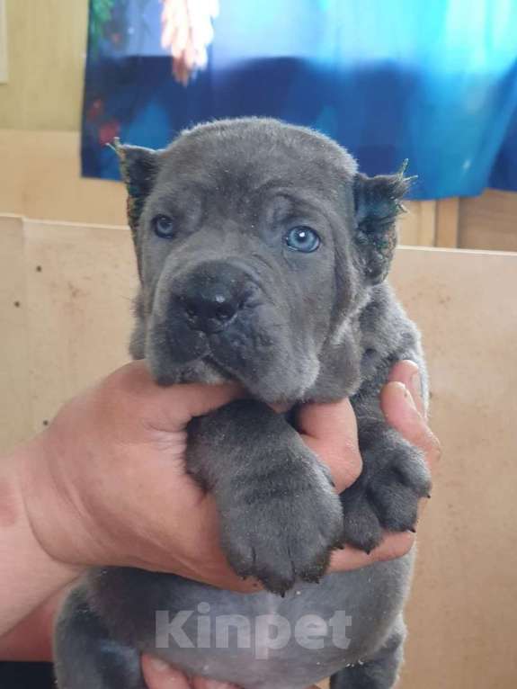Собаки в Санкт-Петербурге: Щенки кане корсо  Девочка, 50 000 руб. - фото 2