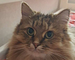 Кошки в Одинцово: Скромница Софа ищет новый дом Девочка, Бесплатно - фото 2