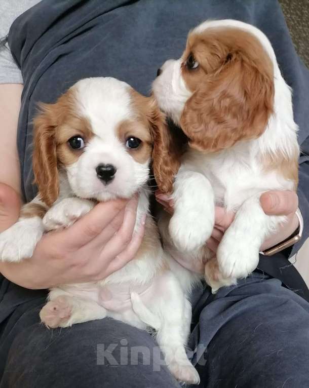 Собаки в Москве: Кавалер кинг Чарльз спаниель 2 мес щенки. Мальчик, 80 000 руб. - фото 3