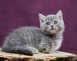 Кошки в Барнауле: Котик Юрий💟 Мальчик, Бесплатно - фото 10