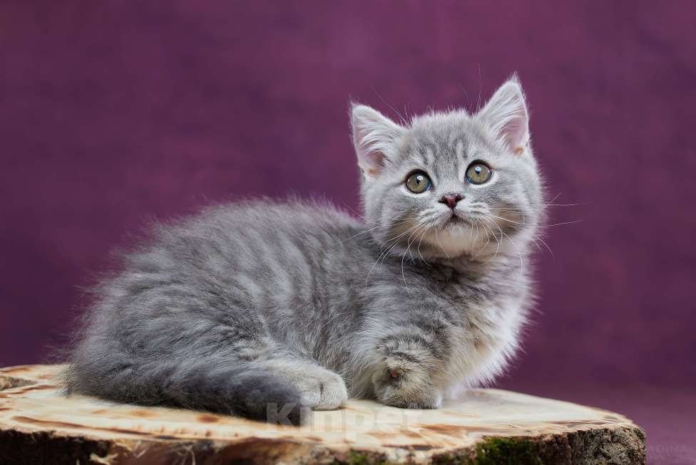 Кошки в Барнауле: Котик Юрий💟 Мальчик, Бесплатно - фото 10