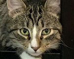 Кошки в Санкт-Петербурге: Котик полосатик подросток Виктор  Мальчик, Бесплатно - фото 3