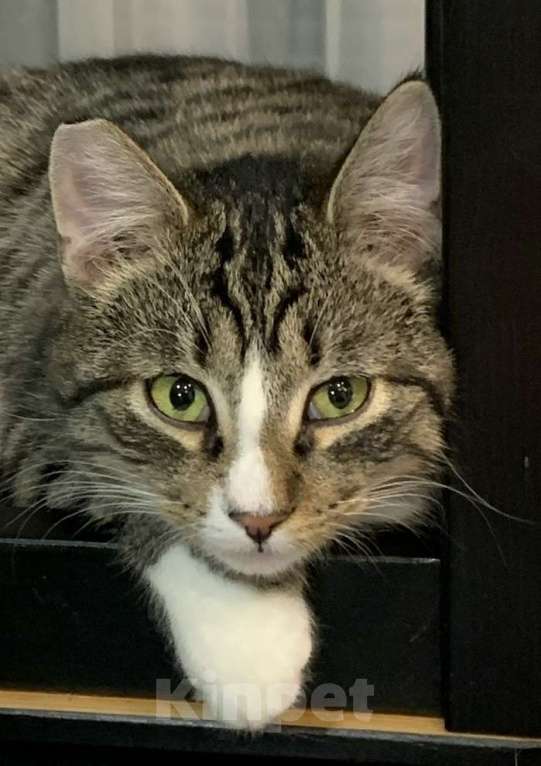 Кошки в Санкт-Петербурге: Котик полосатик подросток Виктор  Мальчик, Бесплатно - фото 3