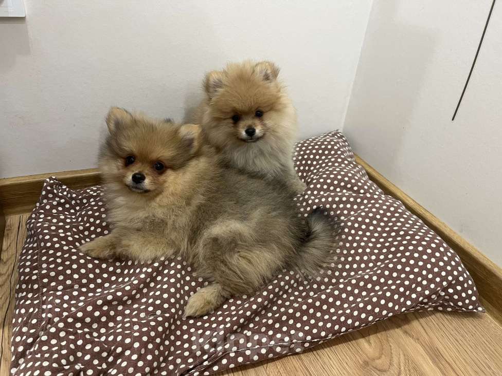 Собаки в других городах Башкортостана: Щенки шпица Мальчик, 38 000 руб. - фото 3