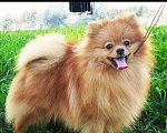 Собаки в Белогорске: Кобель шпиц вязки Мальчик, 5 000 руб. - фото 1