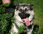 Собаки в Новосибирске: Рексик добрый, 1 руб. - фото 2