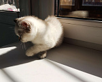 Кошки в Москве: Шотландский котёнок Девочка, 10 000 руб. - фото 3