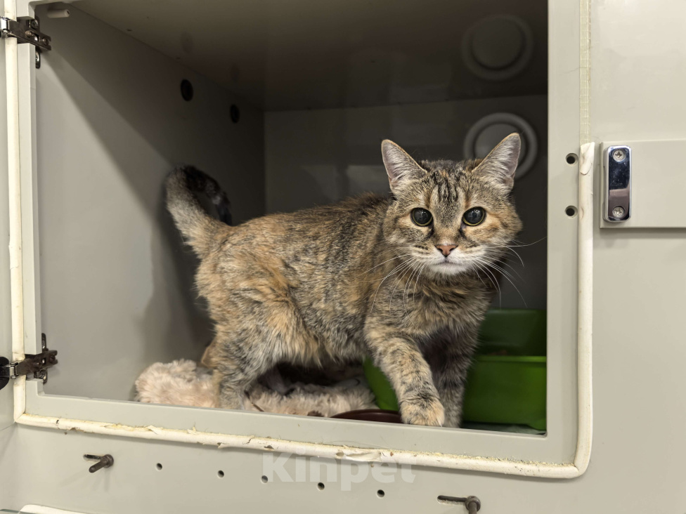 Кошки в Москве: Мася Девочка, Бесплатно - фото 2