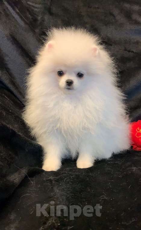 Собаки в Северске: Щенки белого померанского шпица  Девочка, 30 000 руб. - фото 4