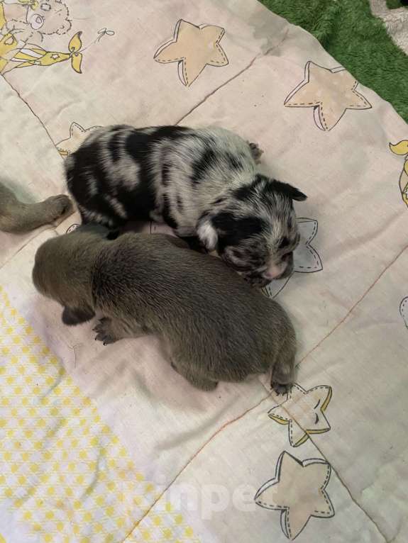 Собаки в Нижнем Новгороде: Щенки французского бульдога Девочка, 50 000 руб. - фото 7