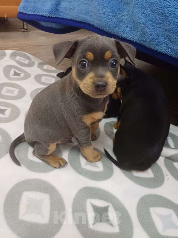 Собаки в Новороссийске: Продам той-терьера щенки Разнополые, 6 000 руб. - фото 6