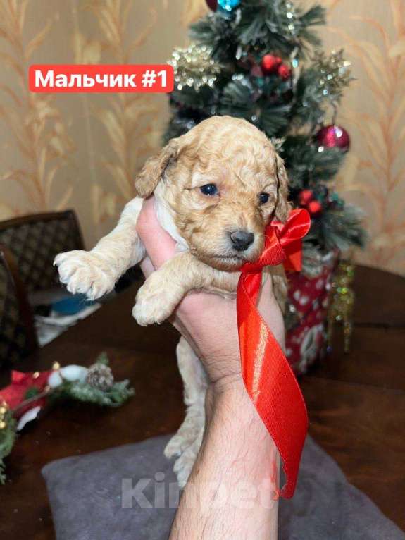 Собаки в Кисловодске: Продаются щенки Карликового пуделя Разнополые, 50 000 руб. - фото 2