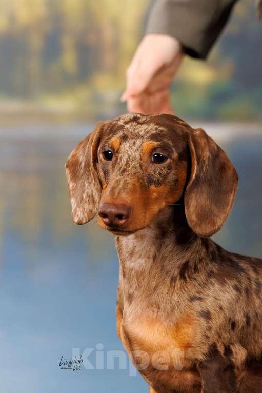 Собаки в Москве: Миниатюрный коричнево-мраморный кобель, вязка Мальчик, Бесплатно - фото 3