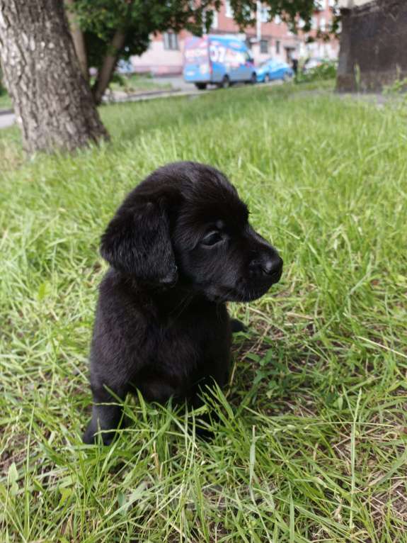 Собаки в Кемерово: Щенки лабрадора Мальчик, Бесплатно - фото 6