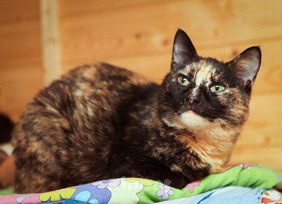Кошки в Москве: Шикарные молодые котики и кошечки (1 г.) в дар Девочка, Бесплатно - фото 9