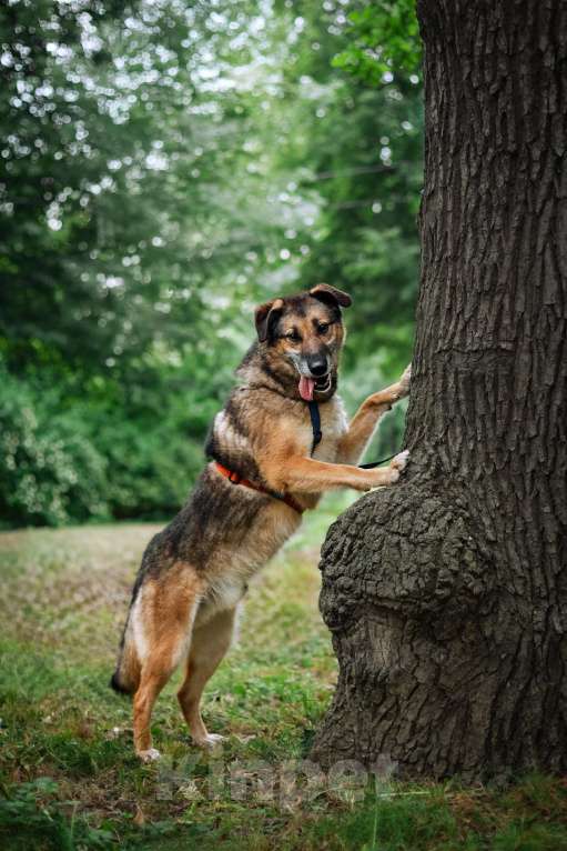 Собаки в Москве: Лучший Бро в добрые руки Мальчик, Бесплатно - фото 5