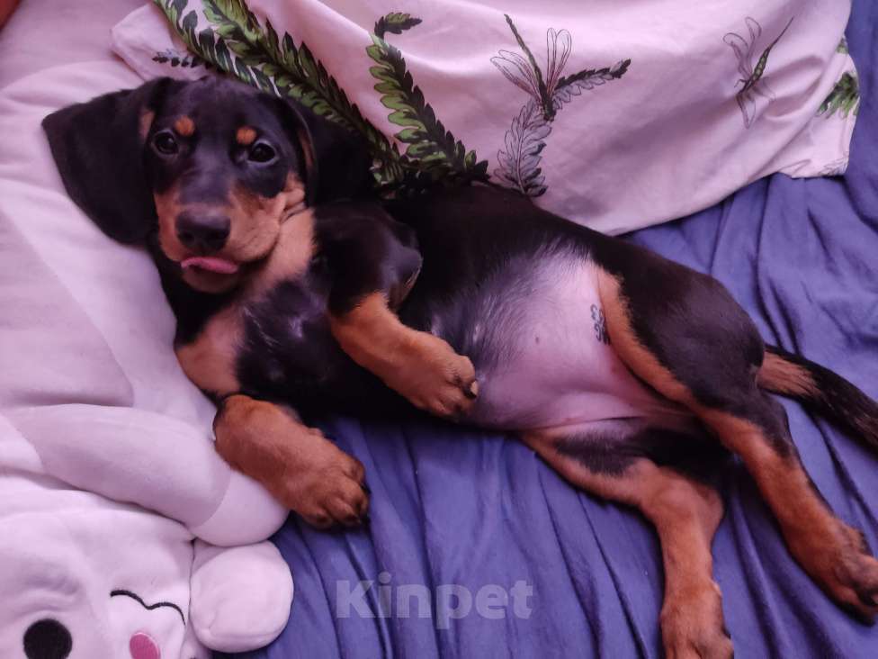 Собаки в Москве: Девочка стандартная такса. Девочка, 50 000 руб. - фото 1