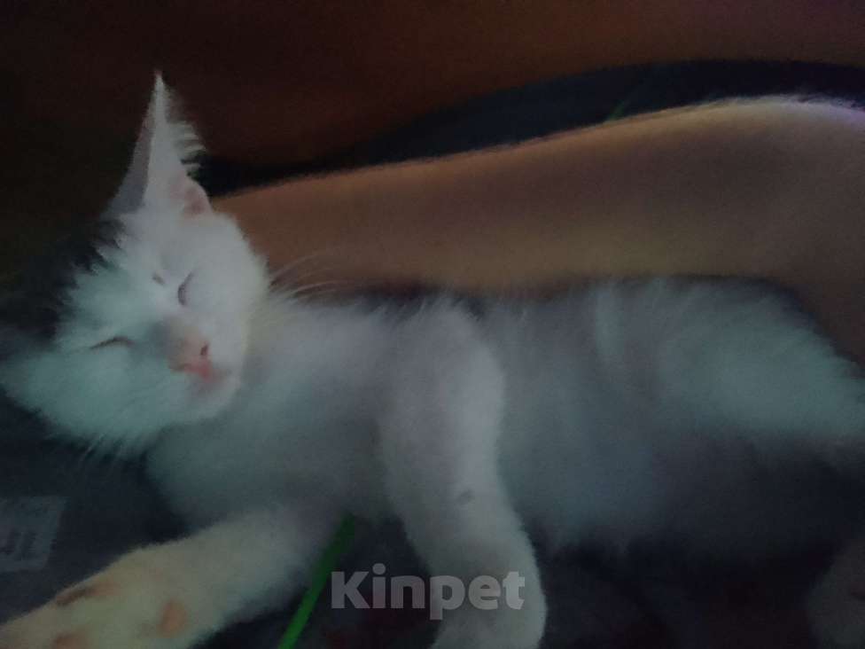 Кошки в Саратове: Срочно в добрые руки Девочка, Бесплатно - фото 8