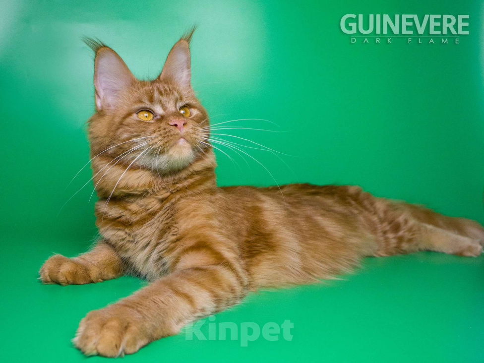 Кошки в других городах Воронежской области: Guinevere Dark Flame Девочка, 50 000 руб. - фото 1