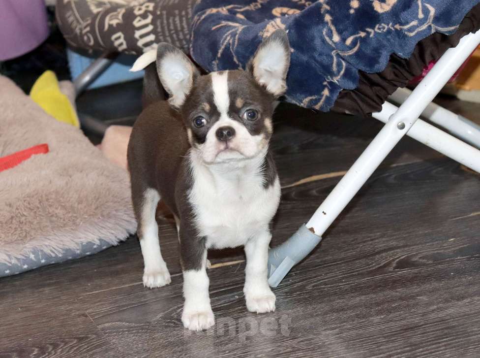 Собаки в Москве: Голубой красавчик Мальчик, 55 000 руб. - фото 3