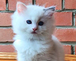 Кошки в Москве: Котёнок девочка породы Рэгдолл - Amour Девочка, 60 000 руб. - фото 3