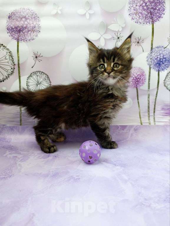 Кошки в Москве: Хлоя Девочка, 75 000 руб. - фото 7