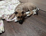 Собаки в Нижнем Тагиле: Щенок Мальчик, Бесплатно - фото 3