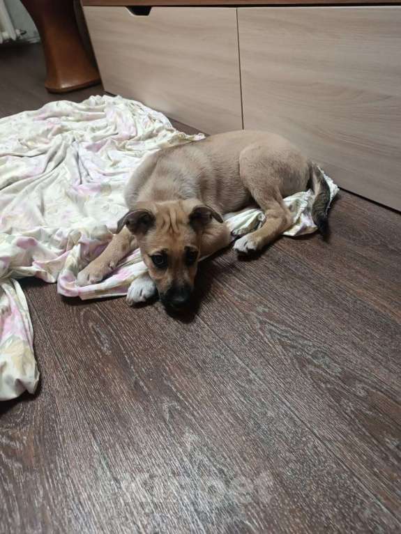 Собаки в Нижнем Тагиле: Щенок Мальчик, Бесплатно - фото 3