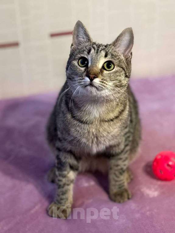 Кошки в Москве: котенлк Виталина ищет дом Девочка, Бесплатно - фото 4