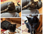 Кошки в Калуге: Котенок-девочка в добрые руки Девочка, Бесплатно - фото 2