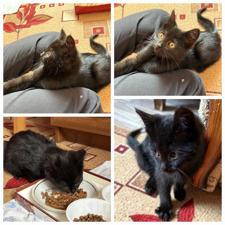 Кошки в Калуге: Котенок-девочка в добрые руки Девочка, Бесплатно - фото 2