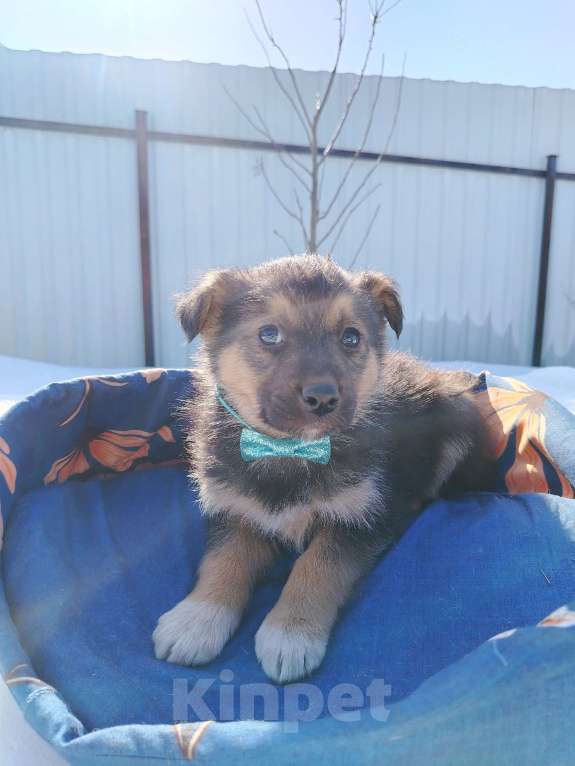 Собаки в Москве: Щенок 1,5-2 месяца мальчик в добрые руки Мальчик, Бесплатно - фото 3