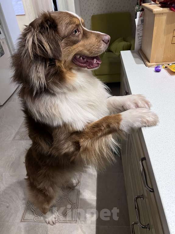 Собаки в Москве: Австралийская овчарка в добрые руки Мальчик, Бесплатно - фото 4