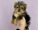 Собаки в Москве: Крупный йорк мраморный мальчик весёлый Мальчик, 50 000 руб. - фото 7